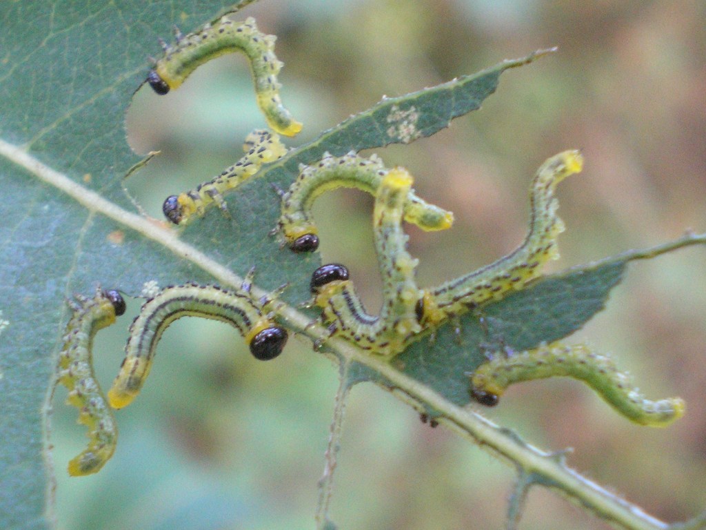 Larve di probabile Tenthredinidae dal Portogallo